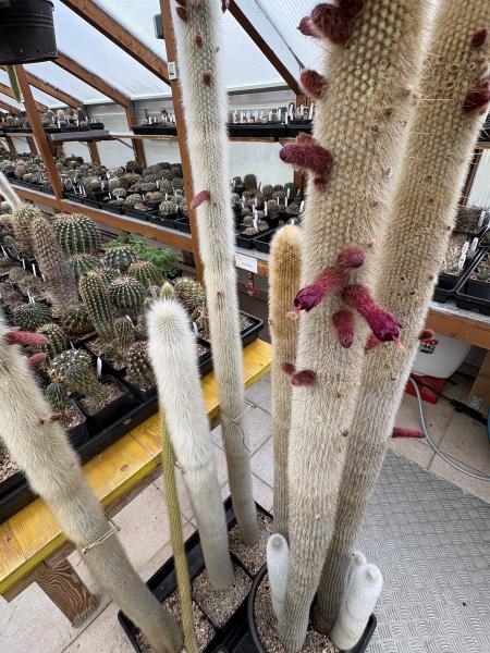 Cleistocactus strausii